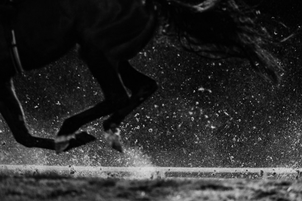 Improved traceability for retired racehorses due to new simpler online process Image Improved traceability for retired racehorses due to new simpler online process Image